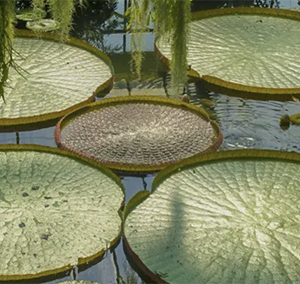 1. El Jardín Domesticado