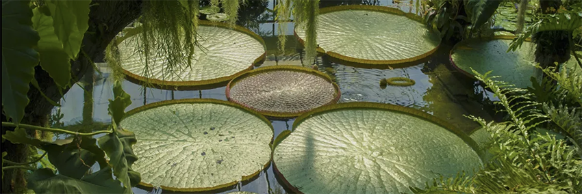 1. El Jardín Domesticado